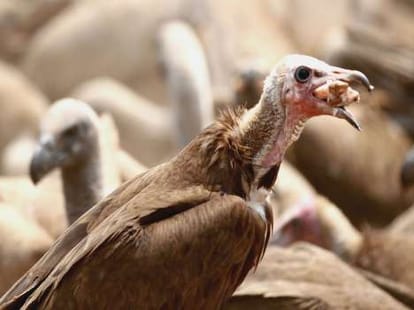Ostrich dead in lucknow zoo.