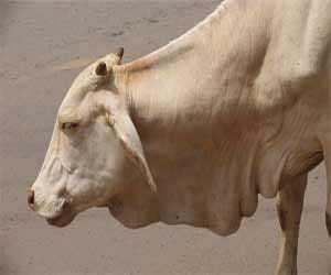 cow in truck, people become angry.