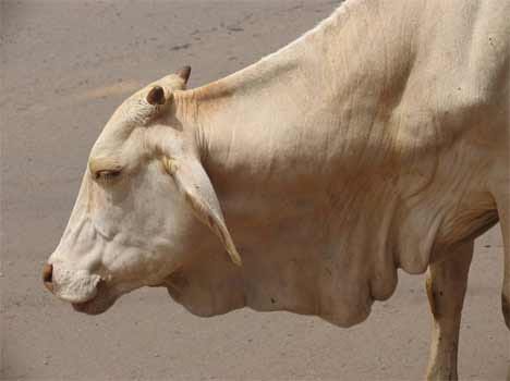 ram bhakt cow