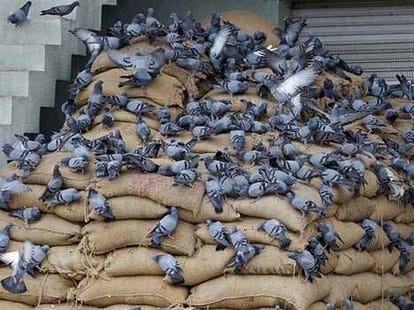 why do farmers spray disinfectant in crops?
