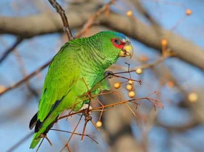 parrots creats tension for farmers.