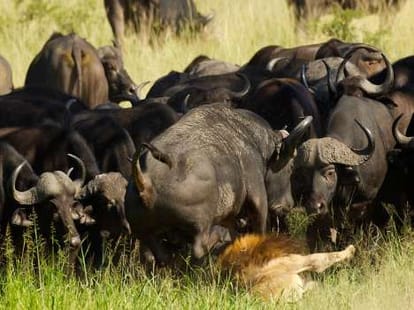 When lions got bullied by other animals