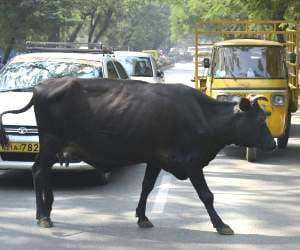 High Court seeks govt reply on stray cattle