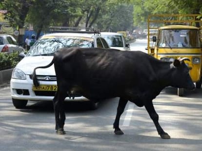 Gram panchayats will charge fine from owners for allowing cattle to stray.