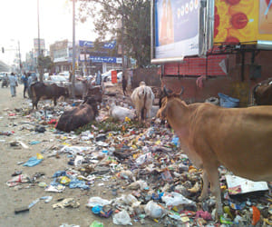 two wards will be garbage free in gurgaon