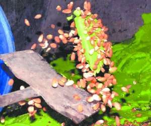 Mixing in Sweets, Call on Health Deptt Helpline Number