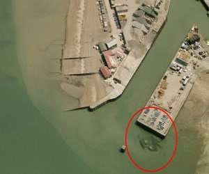 vast crab found in kent waters