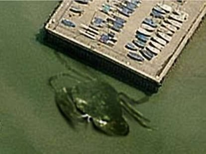vast crab found in kent waters