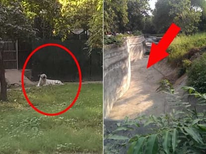 no security arrangements in delhi zoo.