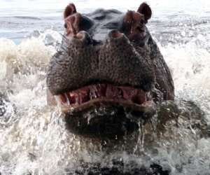 hippo in a very angry state