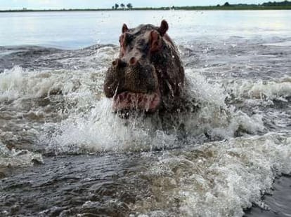 hippo in a very angry state