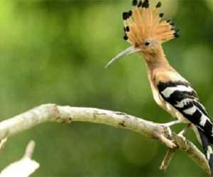hudhud-bird-history
