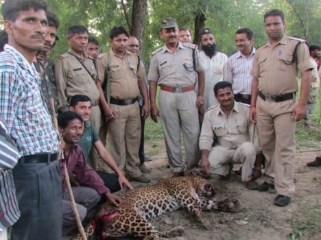 man eater leopard killed in nainital.