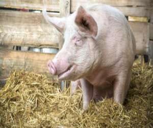 denmark bans sex between animals and humans