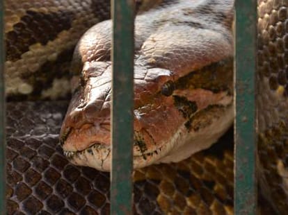 python is on the edge of extinction. 