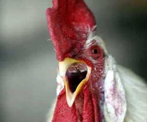 us-india-poultry-wto