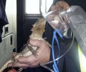 amazing rescue of a lizard wering a oxygen mask