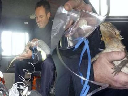amazing rescue of a lizard wering a oxygen mask