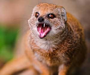 Mongoose prevented the functioning of the court.