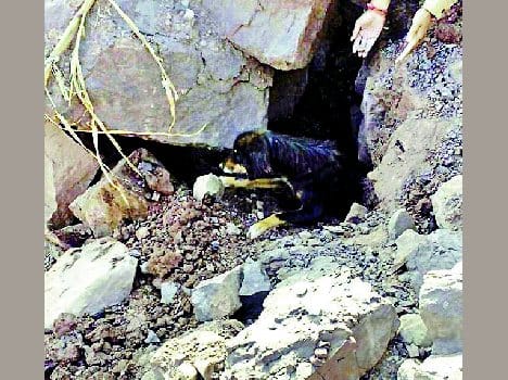 one and half months later the dog out alive from rubble