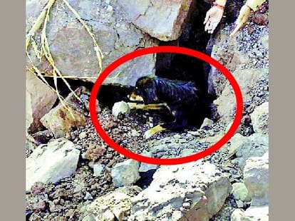 one and half months later the dog out alive from rubble