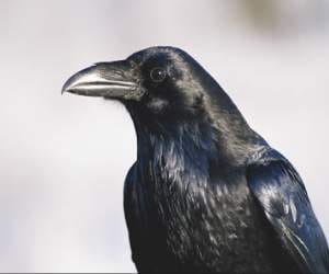 Found dead crow pond shore in faridabad.