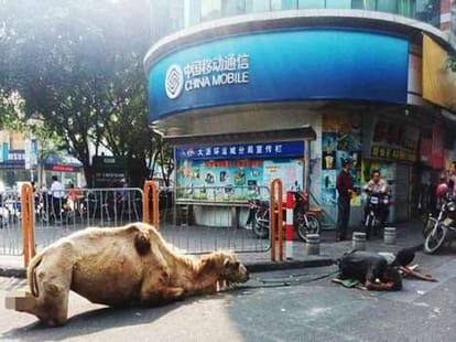 beggars chopping off animal hooves to get money