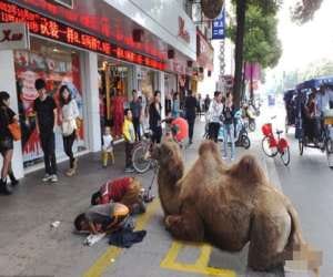 beggars chopping off animal hooves to get money