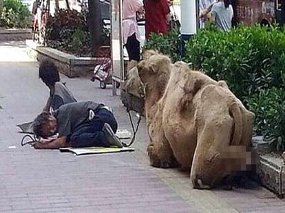 beggars chopping off animal hooves to get money