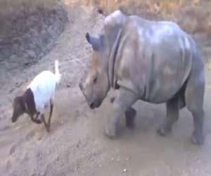 love between rhinoceros and goat