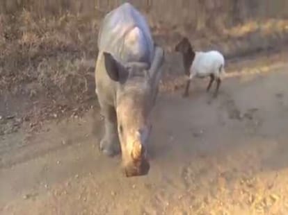 love between rhinoceros and goat
