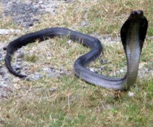 earthquake effect on snake.