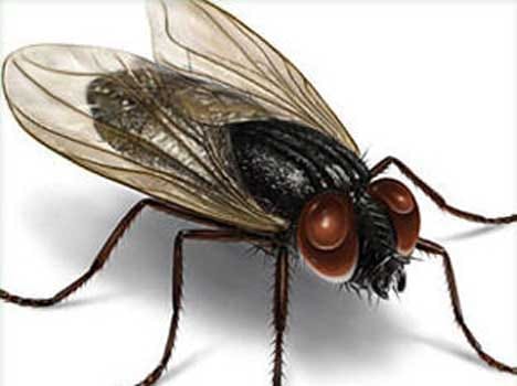disease can be ward off by house flies