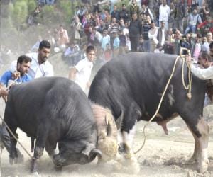 high court ask answers in animal fight in fair.
