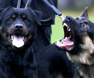 dog theft in vietnam