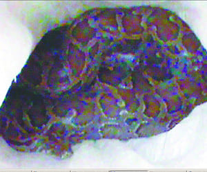 pythons found in field.