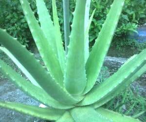himachal govt will give subsidy for alovera farming.