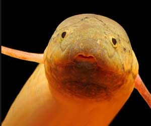 man had fish surgically removed from his bum