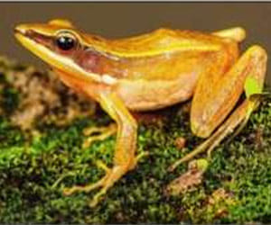 DU professor discovers 7 frog species