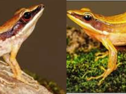 DU professor discovers 7 frog species