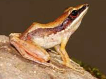 DU professor discovers 7 frog species