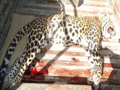 man eater leopard killed by hunter joy hukil.