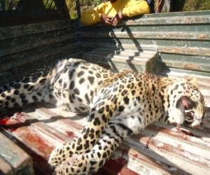 leopard killed by Mule