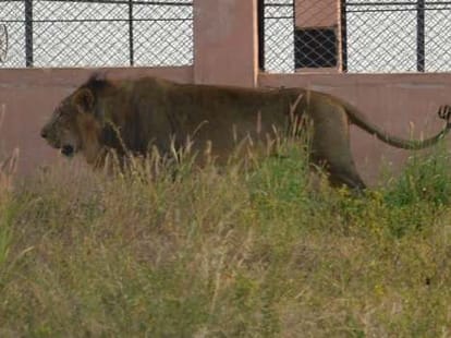 etawah lion safari one more lion is on death bed.