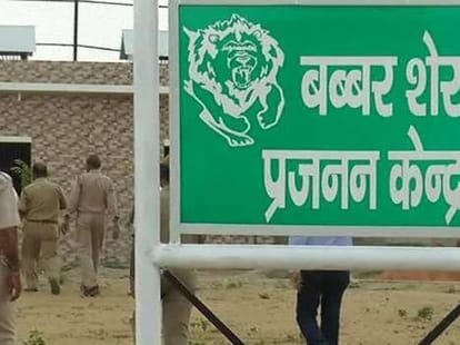 lion died named Vishnu in Etawah lion safari.