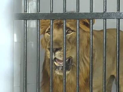 lion died named Vishnu in Etawah lion safari.