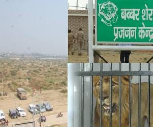 etawah lion safari one more lion is on death bed.