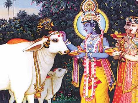 why indian cows are sacred