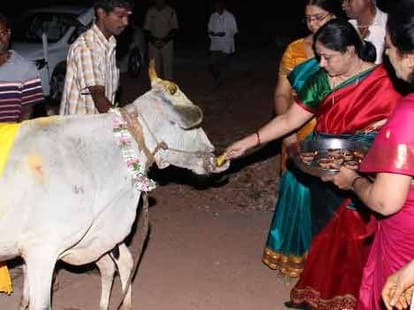 cow milk cures corruption and secret of youth says hindu group.