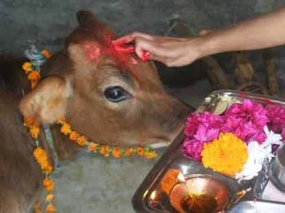 why indian cows are sacred